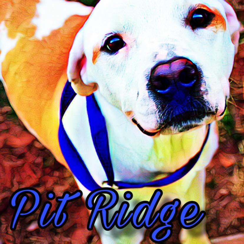 Pit Ridge Rescue, Rogers, Arkansas